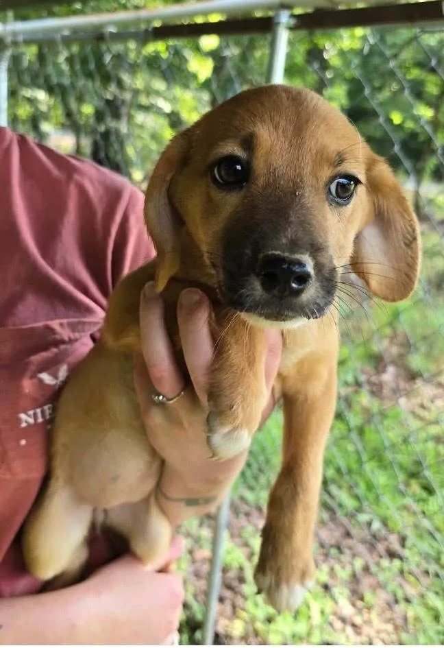 A baby small-sized female Red / Chestnut / Orange Terrier dog named Red Kelsey Litter for adoption in Ellijay, GA