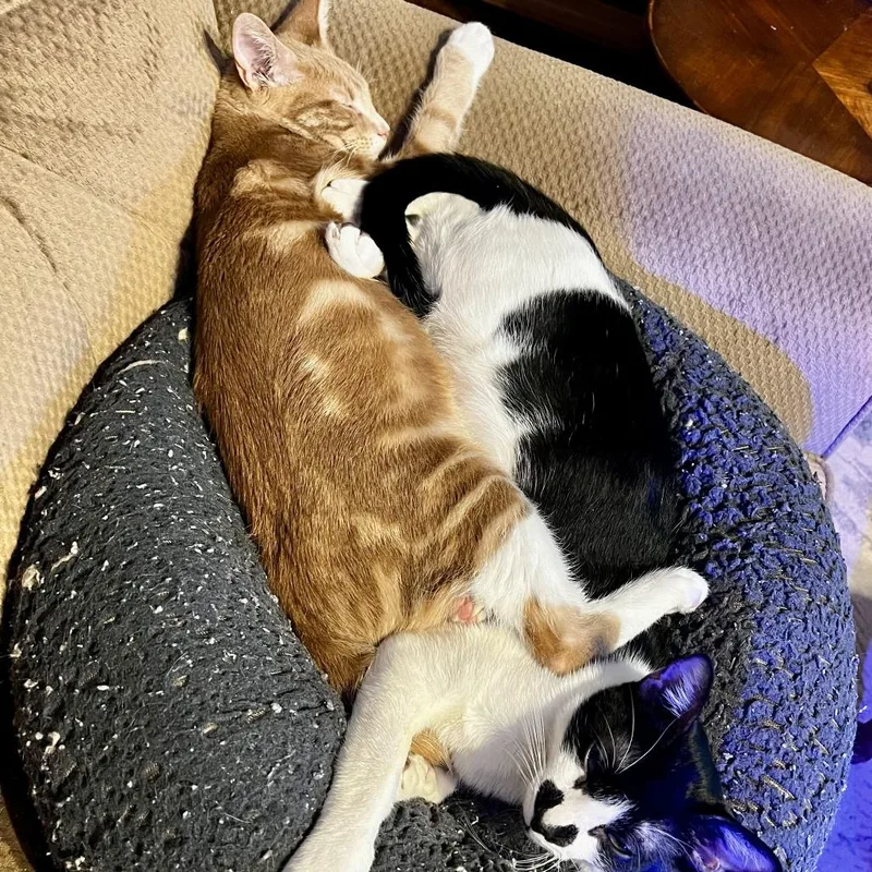 Scoobie Bonded W Jimmy thumbnail 2