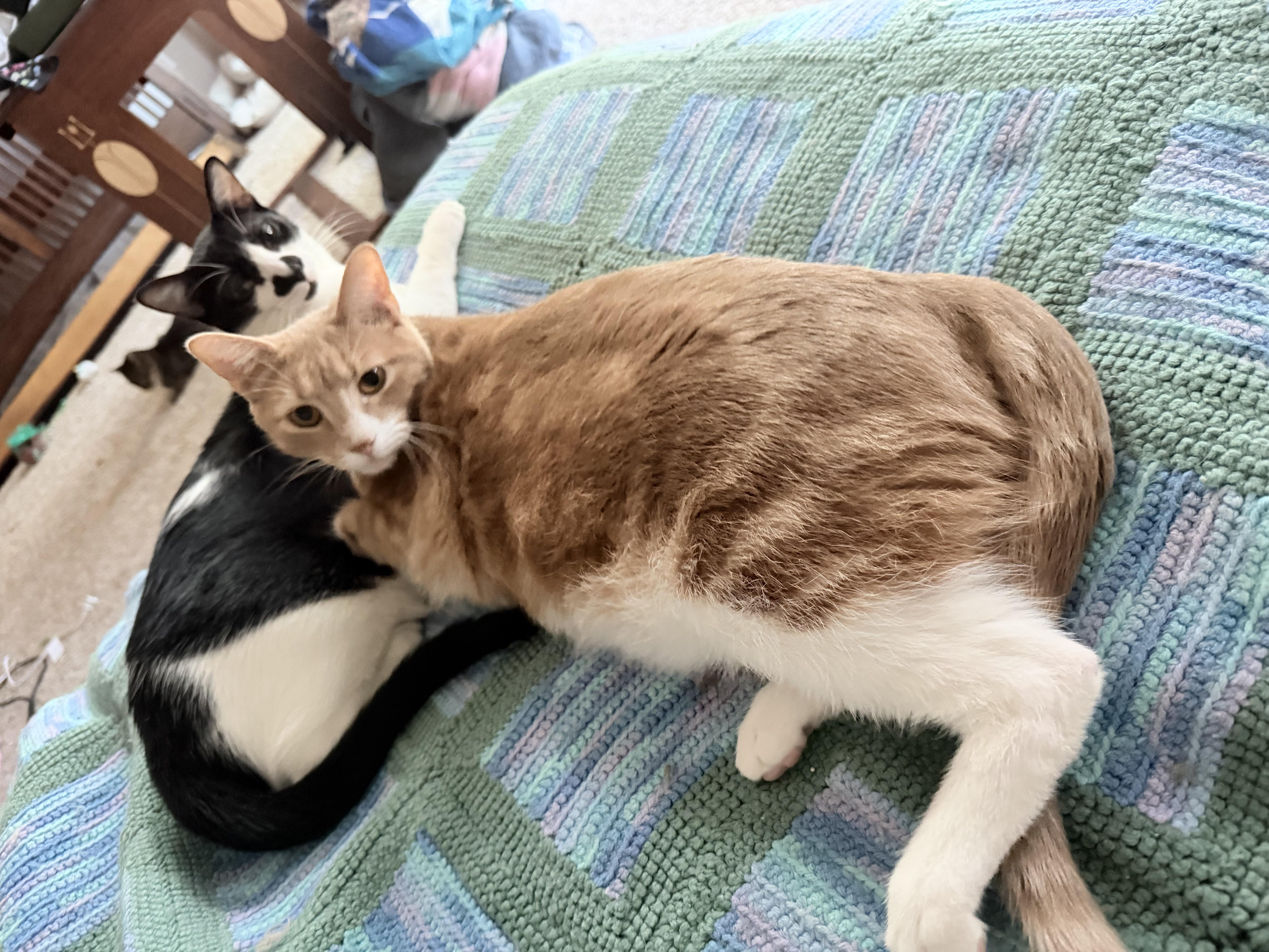 Scoobie Bonded W Jimmy thumbnail 3