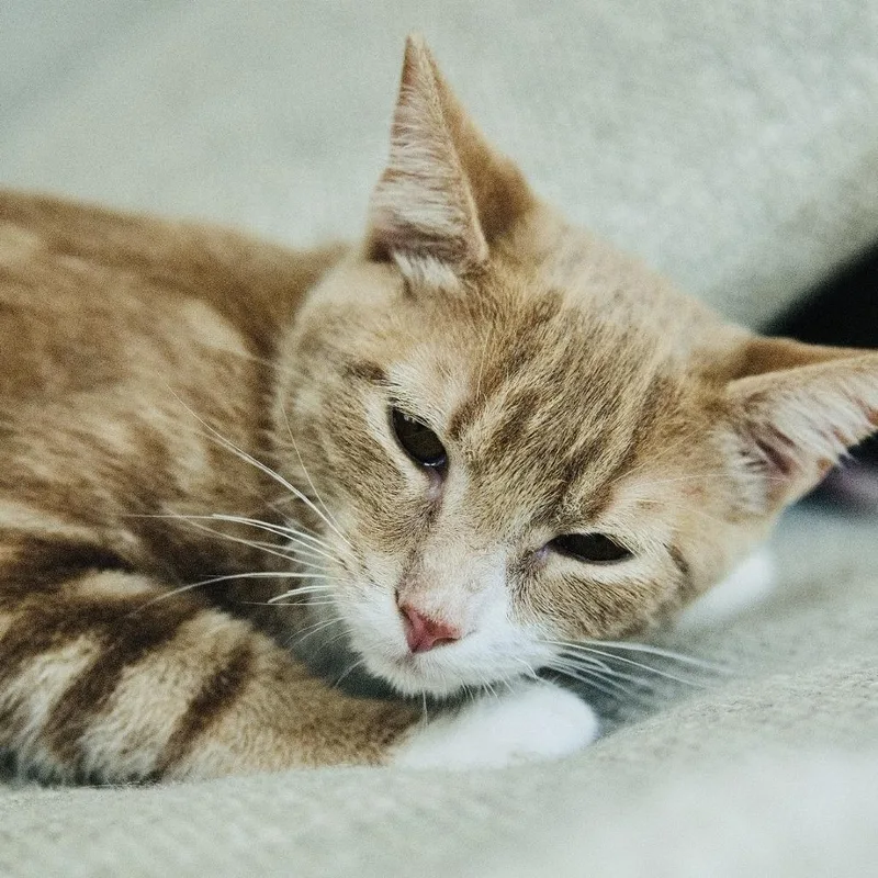 Scoobie Bonded W Jimmy thumbnail 5