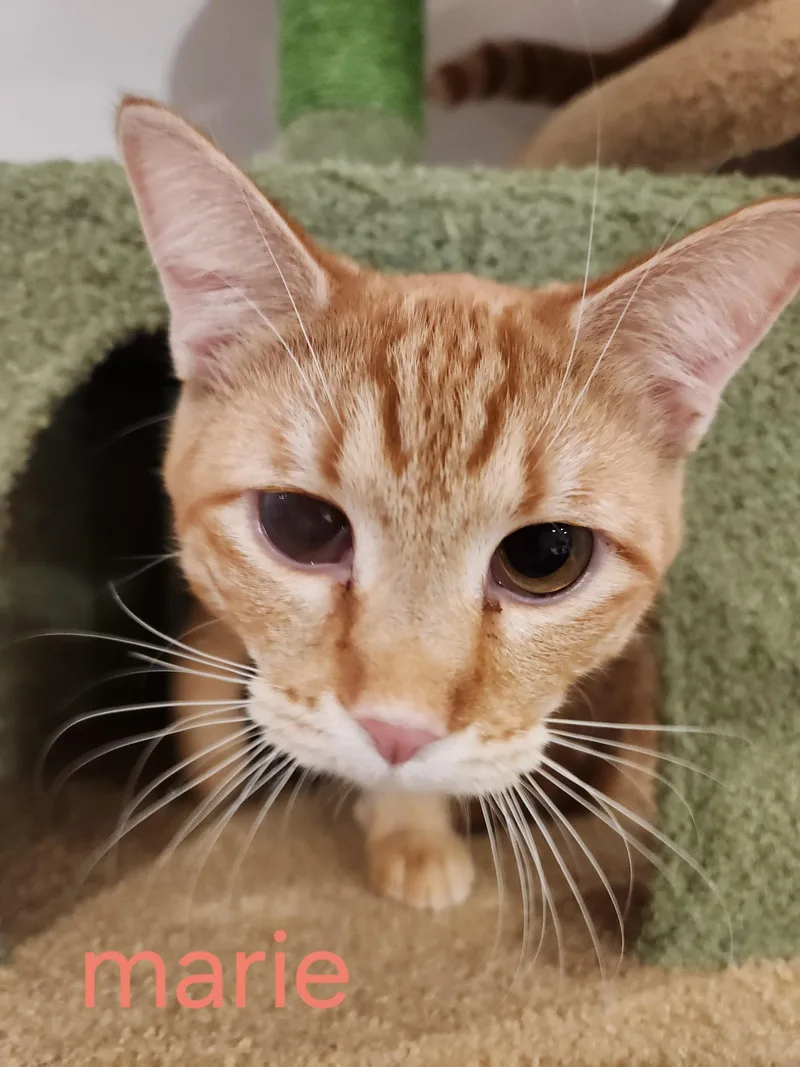 Cookie & Marie thumbnail 2