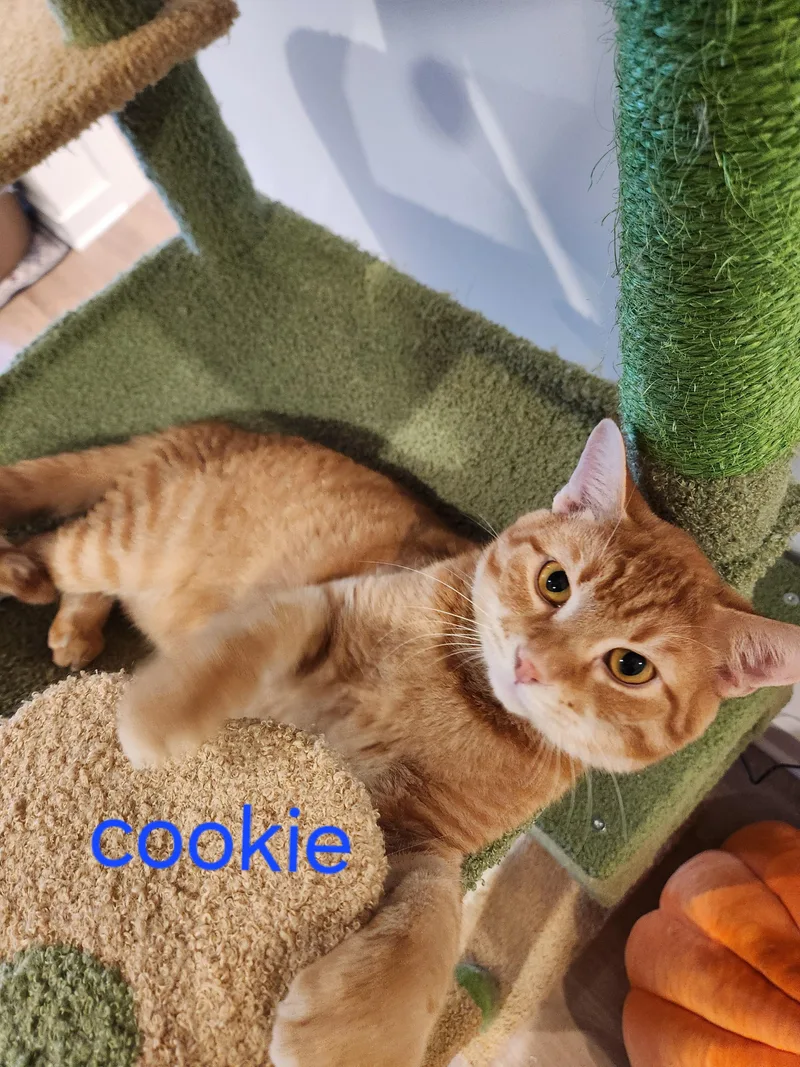 Cookie & Marie thumbnail 3