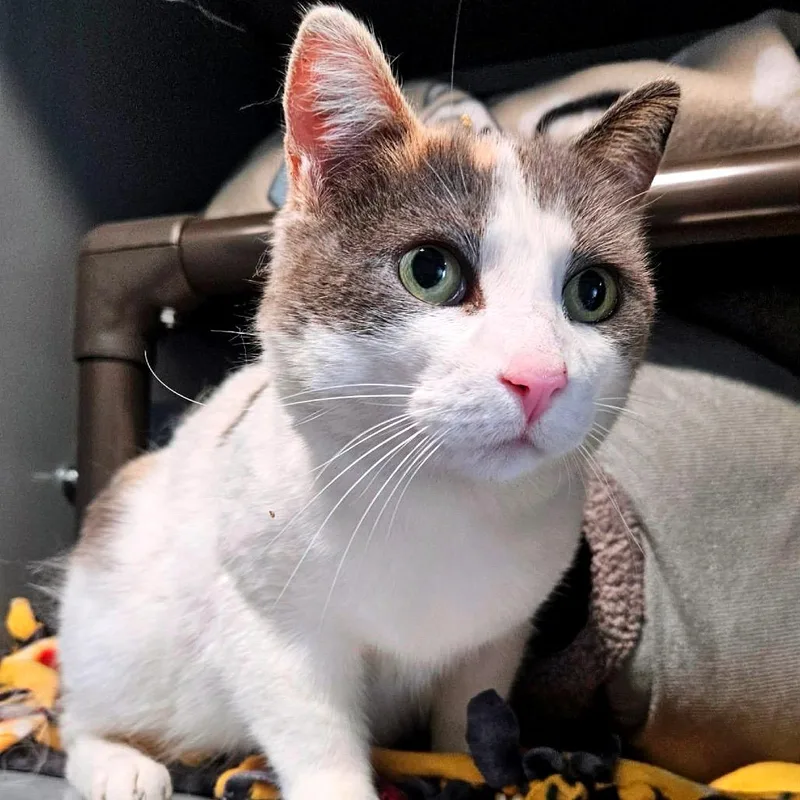 A young medium-sized female Torbie Domestic Short Hair cat named Mama Cat C for adoption in Princeton, MN