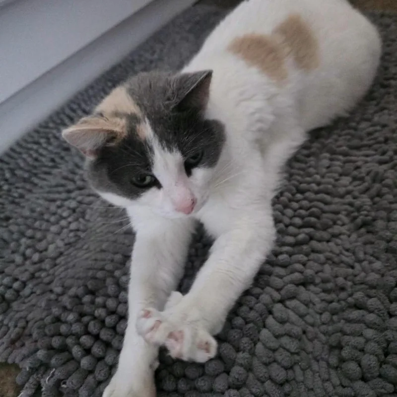Mama Cat C thumbnail 2