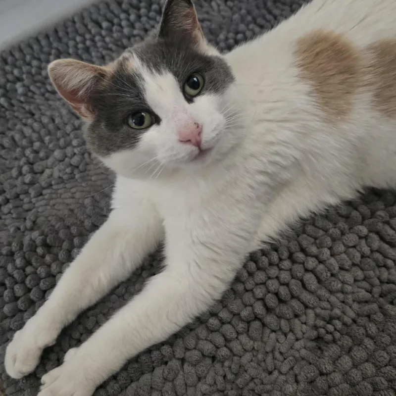 Mama Cat C thumbnail 3