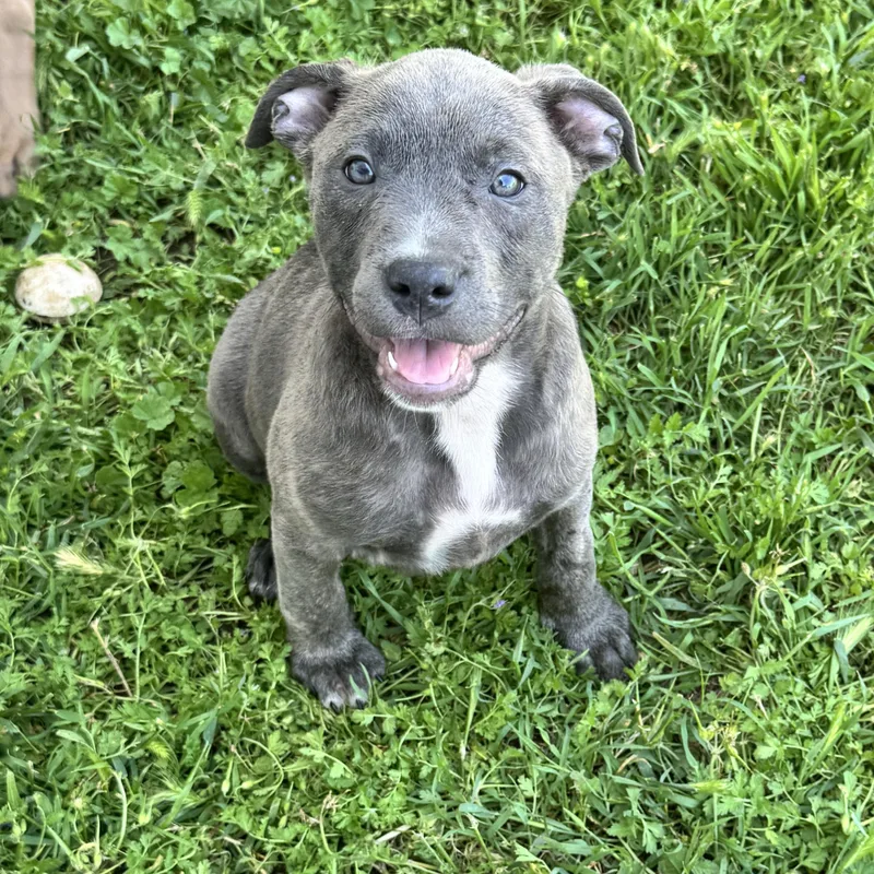 A baby medium-sized female Pit Bull Terrier dog named Chloe for adoption in Lincoln, CA