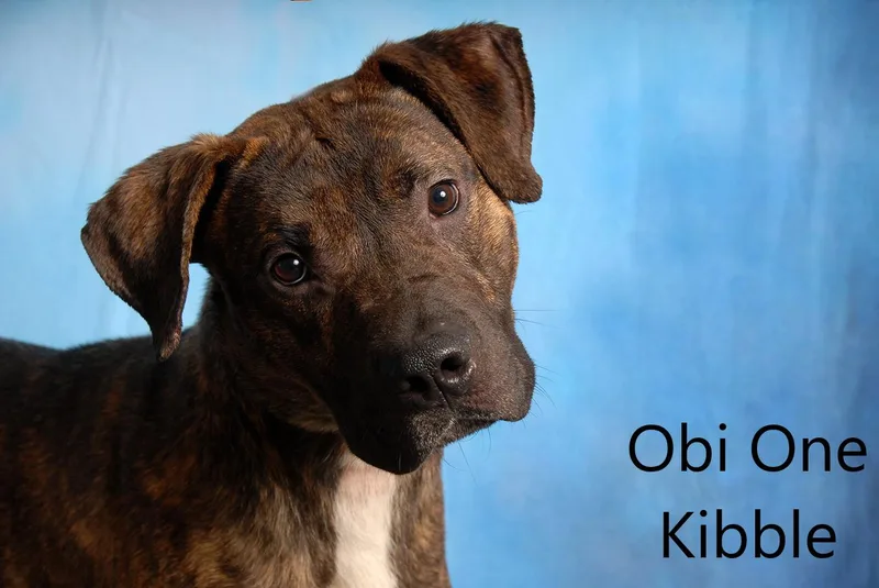 Obi One Kibble