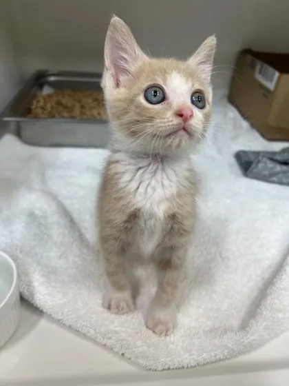 A baby small-sized male Domestic Short Hair cat named Butterscotch for adoption in Honolulu, HI