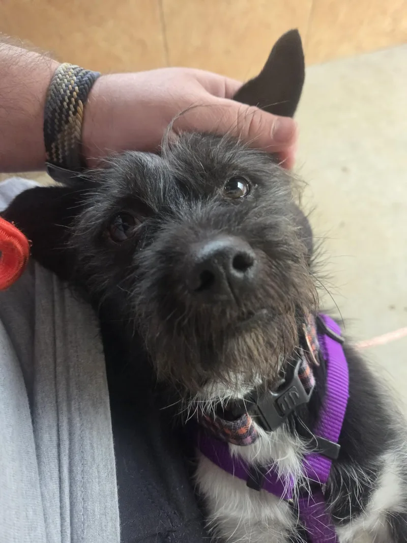 A young small-sized male Black Cairn Terrier dog named Kale for adoption in Phoenix, AZ