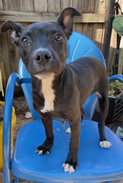 A young small-sized female Gray / Blue / Silver Pit Bull Terrier dog named Trina for adoption in Memphis, TN