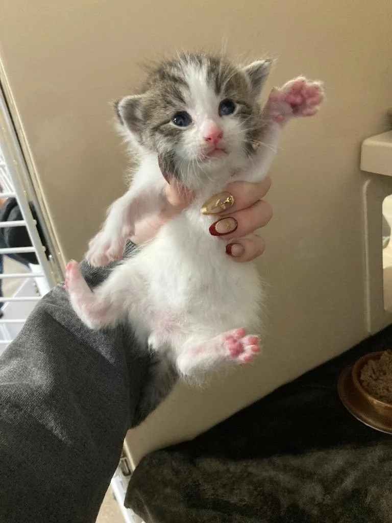 Chocolate Chip