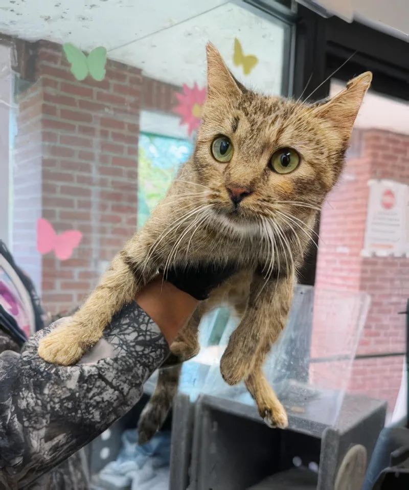 An adult medium-sized female Domestic Short Hair cat named Breezy for adoption in Nashville, TN