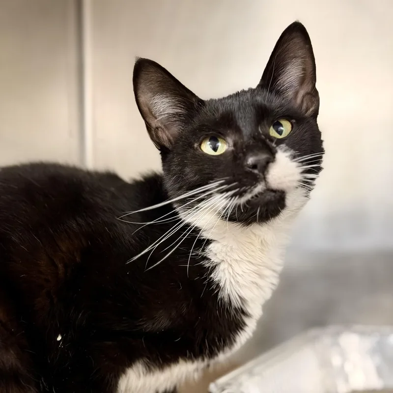 A young medium-sized female Black & White / Tuxedo Domestic Short Hair cat named Abba for adoption in Jackson, NJ