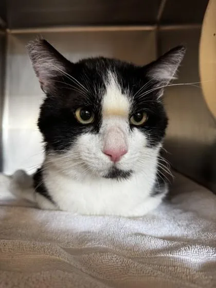 Sylvester