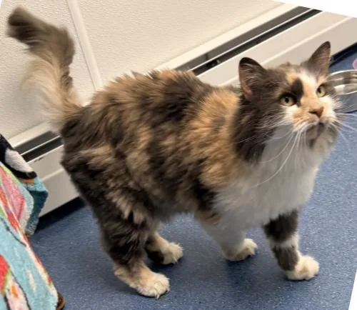 An adult medium-sized female Domestic Long Hair cat named Savannah for adoption in St. Johnsbury, VT