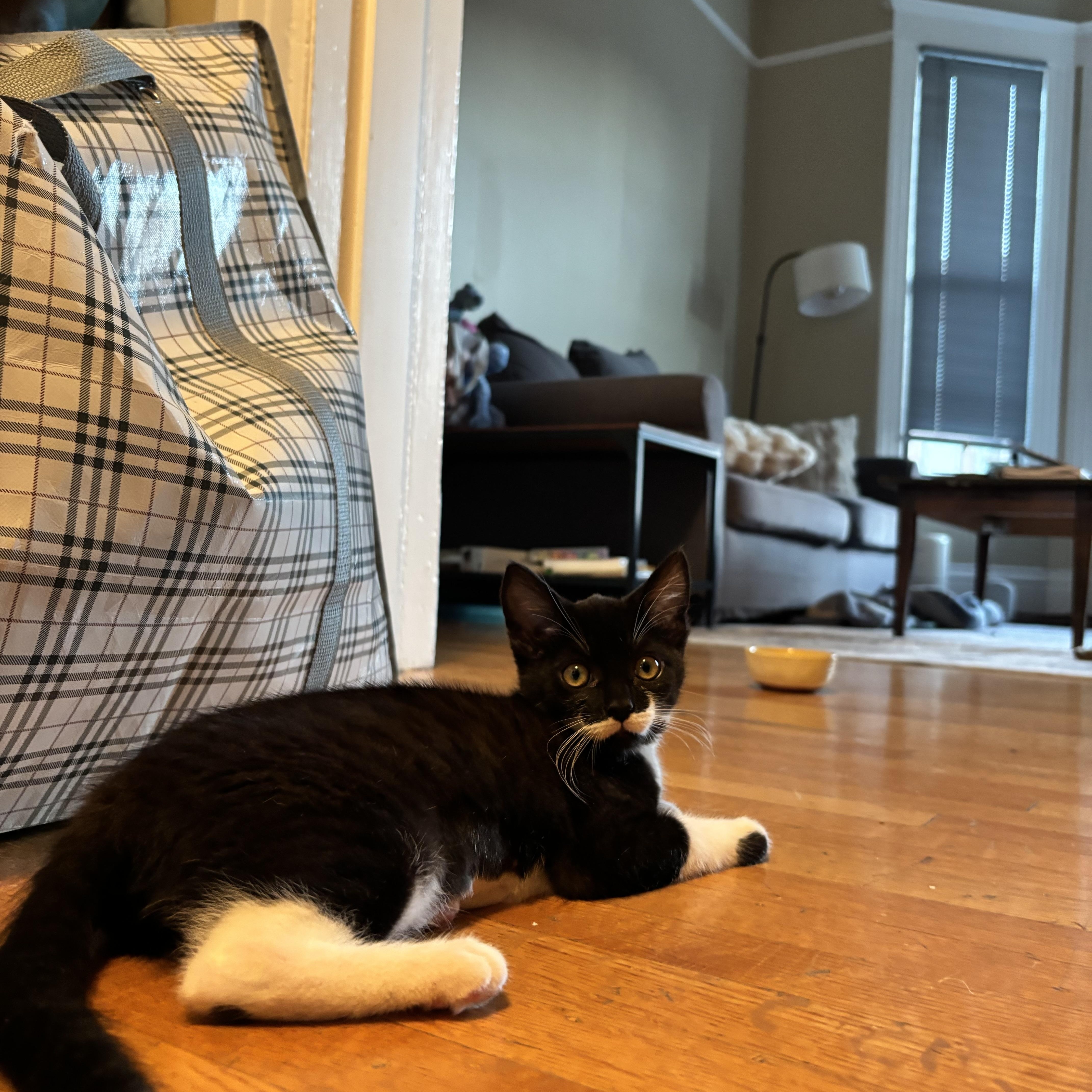 A baby small-sized female Black & White / Tuxedo Domestic Short Hair cat named Josey for adoption in San Francisco, CA