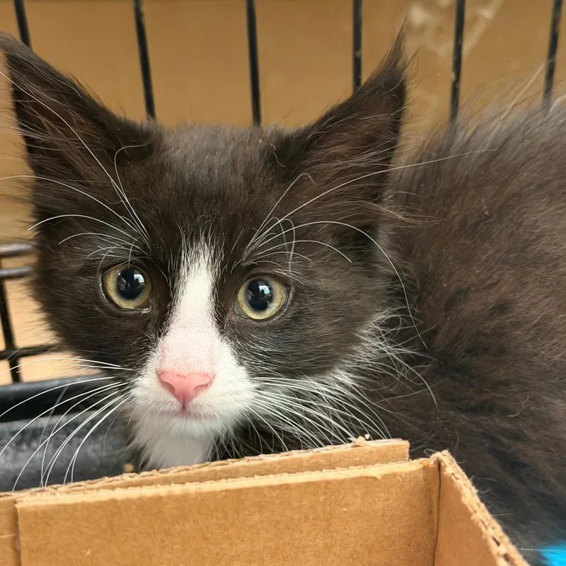 A baby small-sized female Black Domestic Short Hair cat named Air Fryer for adoption in Westminster, CA