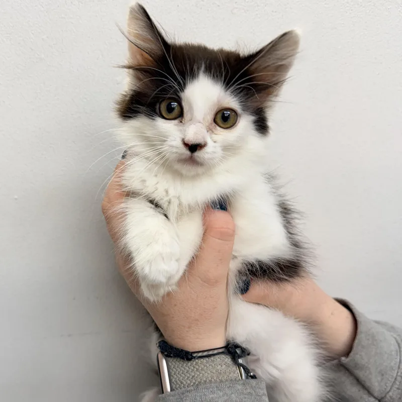 A baby medium-sized female Black & White / Tuxedo Domestic Medium Hair cat named Squirrel for adoption in Henderson, NV
