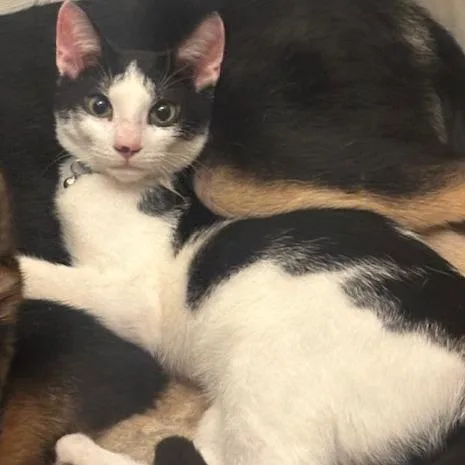 An adult small-sized male Black Domestic Short Hair cat named Sweet Tart for adoption in Enterprise, AL