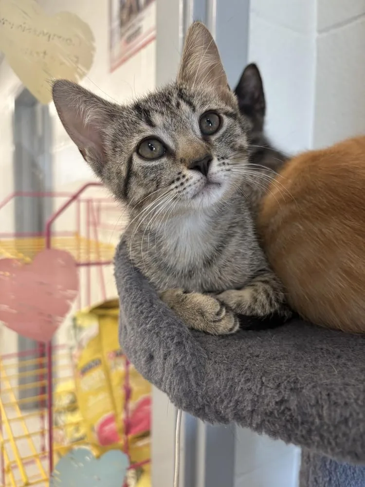 Frankie