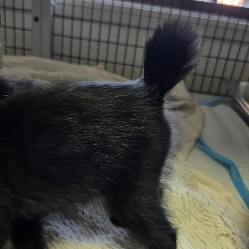 A baby small-sized female Domestic Short Hair cat named Willapa for adoption in Allyn, WA