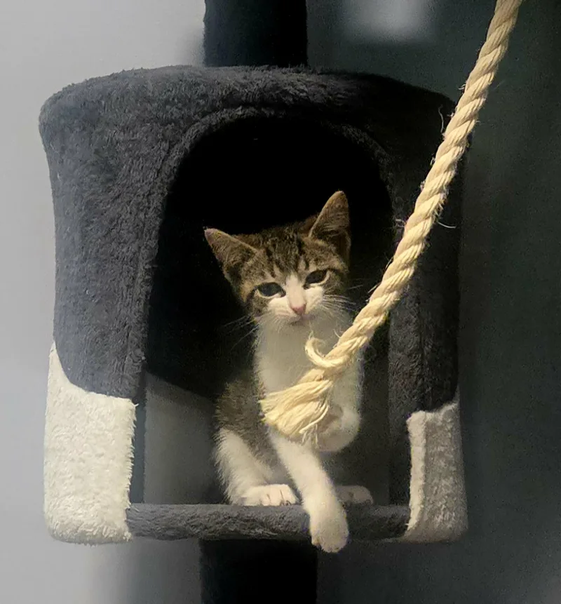 A baby small-sized female Tabby (Brown / Chocolate) Domestic Short Hair cat named Hallie for adoption in Boiling Springs, PA
