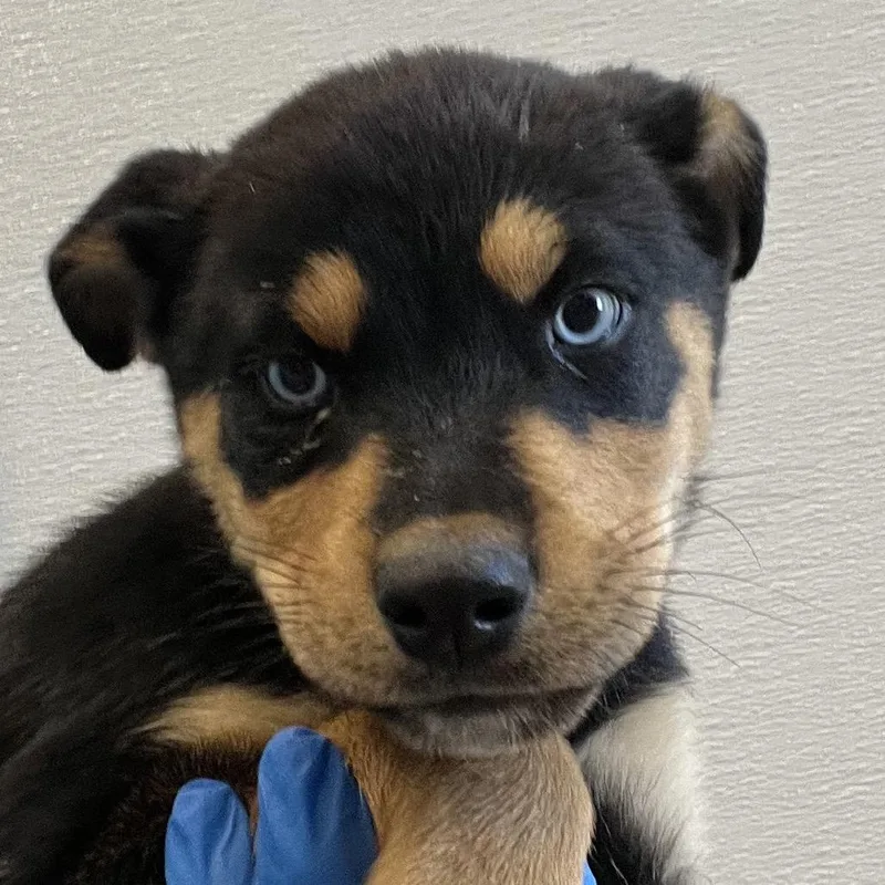 A baby medium-sized female Black Mixed Breed dog named Violet for adoption in Las Cruces, NM