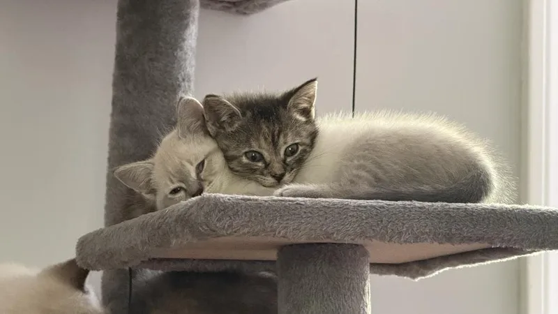 A baby small-sized female Domestic Short Hair cat named Rio for adoption in WARNER ROBINS, GA