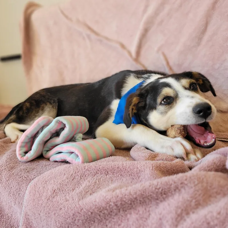 A baby medium-sized female Black Mixed Breed dog named Coco for adoption in Portland, OR