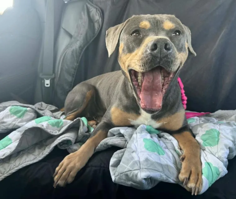 An adult medium-sized male Gray / Blue / Silver American Staffordshire Terrier dog named Cashy Boy Your Soulmate for adoption in Friendswood, TX