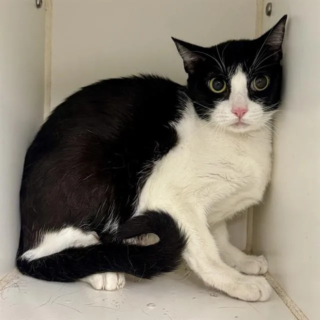 A young small-sized female Domestic Short Hair cat named Kazz for adoption in Riverside, CA