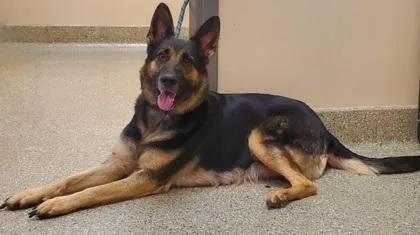 An adult large-sized female German Shepherd Dog dog named Layla for adoption in Kansas City, MO