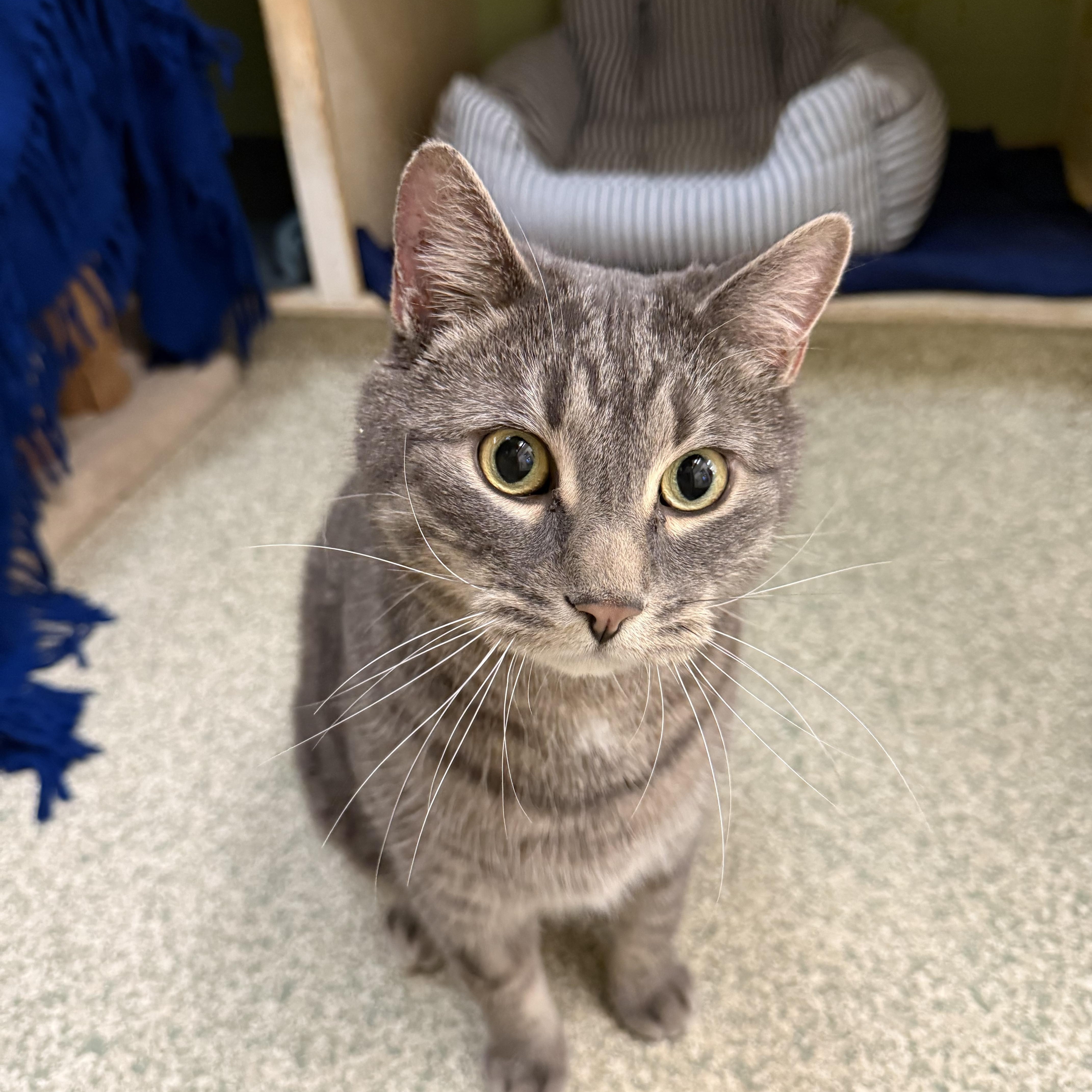 An adult large-sized male Domestic Short Hair cat named Milo for adoption in Brownsville, VT