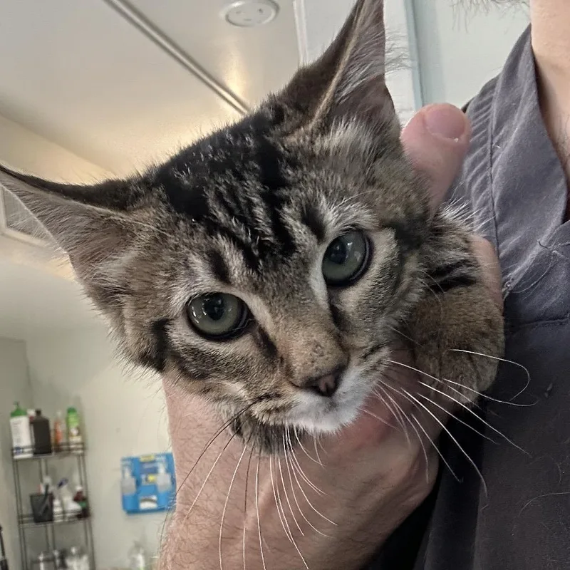 A baby small-sized female Brown / Chocolate Domestic Short Hair cat named Gaia for adoption in Denver, CO