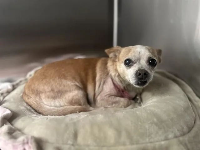 An adult small-sized female Mixed Breed dog named Lally for adoption in Dallas, TX