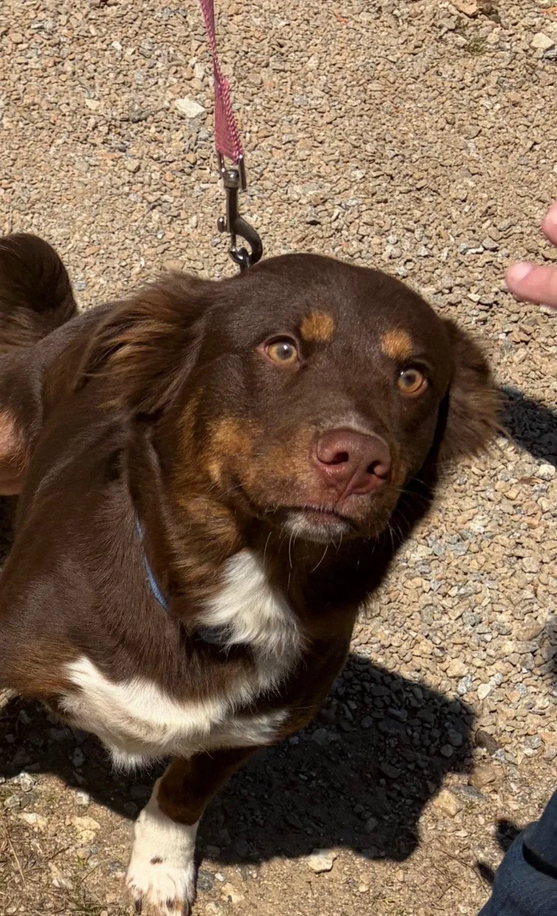 An adult medium-sized female Labrador Retriever dog named Bailey for adoption in Blairsville, GA