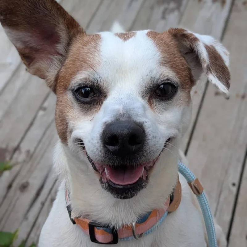 An adult small-sized male White / Cream Mixed Breed dog named Bo for adoption in Saint Charles, MO