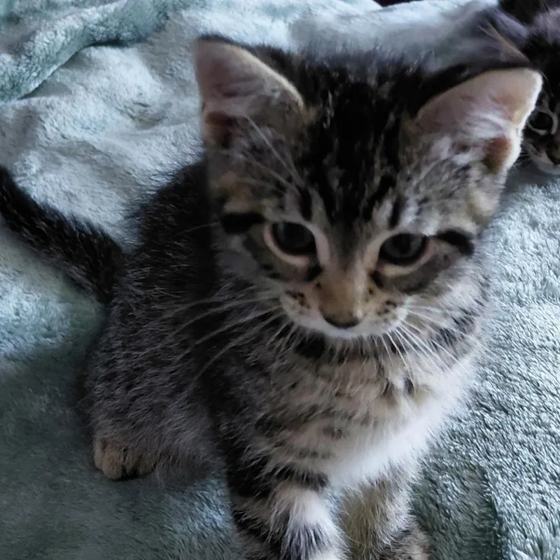 A baby small-sized male Brown / Chocolate Domestic Short Hair cat named Tiger for adoption in Springfield, IL