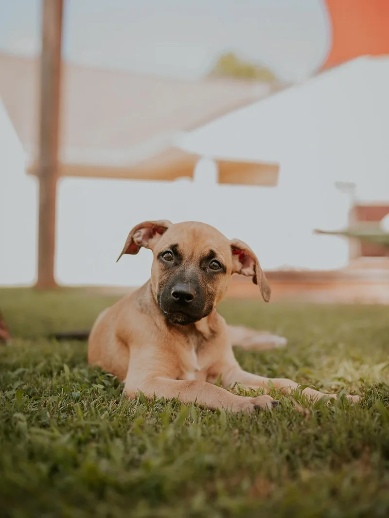 A young medium-sized female Apricot / Beige Black Mouth Cur dog named Pam for adoption in Marietta, GA