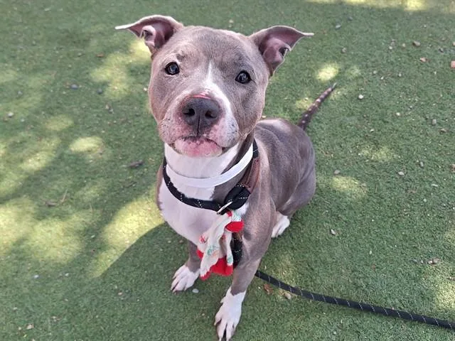 An adult large-sized female Pit Bull Terrier dog named Mary Jane for adoption in Phoenix, AZ