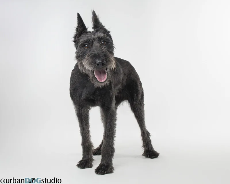 A young medium-sized female Giant Schnauzer dog named Zoey  F for adoption in Tampa, FL