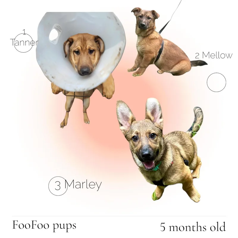 A young medium-sized male Apricot / Beige Corgi dog named Tanner for adoption in Hoopa, CA