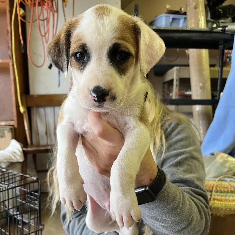 A baby small-sized male Apricot / Beige Mixed Breed dog named Dodo for adoption in Rockville, MD