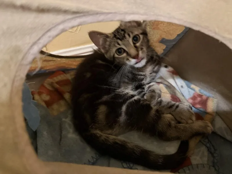 A baby small-sized male Domestic Short Hair cat named Oslo for adoption in Dallas, TX