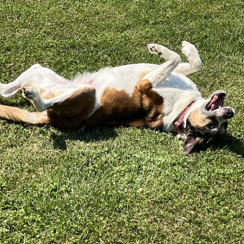 A senior medium-sized female Black Tennessee Treeing Brindle dog named Spotty for adoption in Elkton, MI