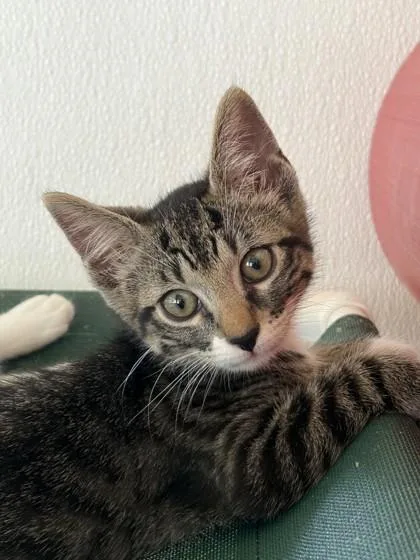 A baby small-sized female Domestic Short Hair cat named May for adoption in Honolulu, HI