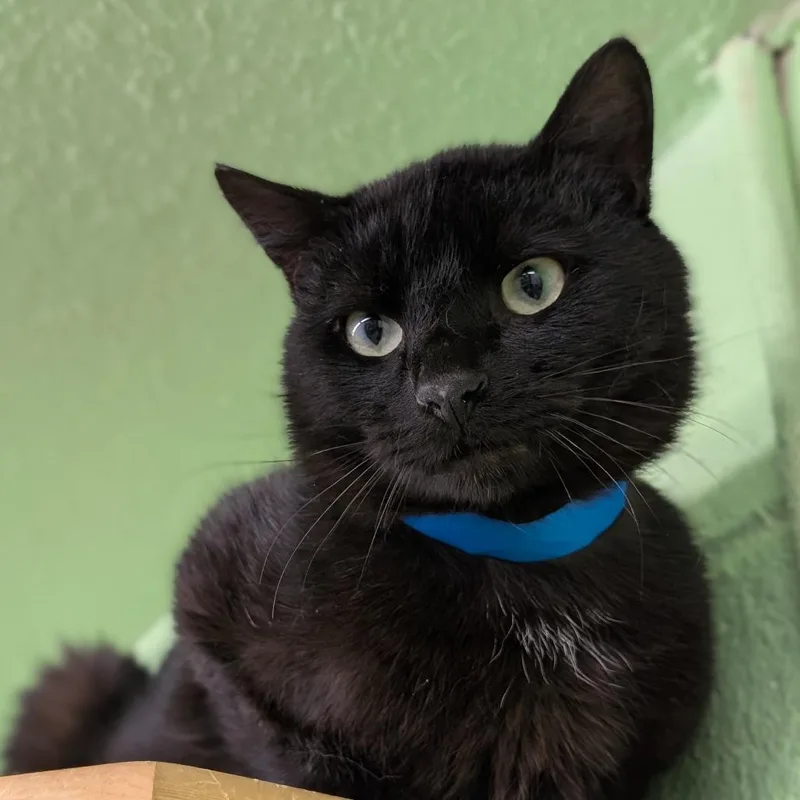 An adult medium-sized male Black Domestic Short Hair cat named Pickles for adoption in Spokane, WA