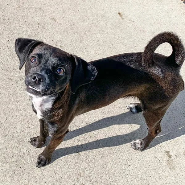 Molly  Bonded Buddy