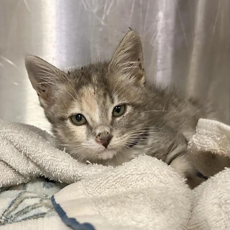 A baby small-sized female Calico Domestic Short Hair cat named IVHSStray for adoption in San Gabriel, CA