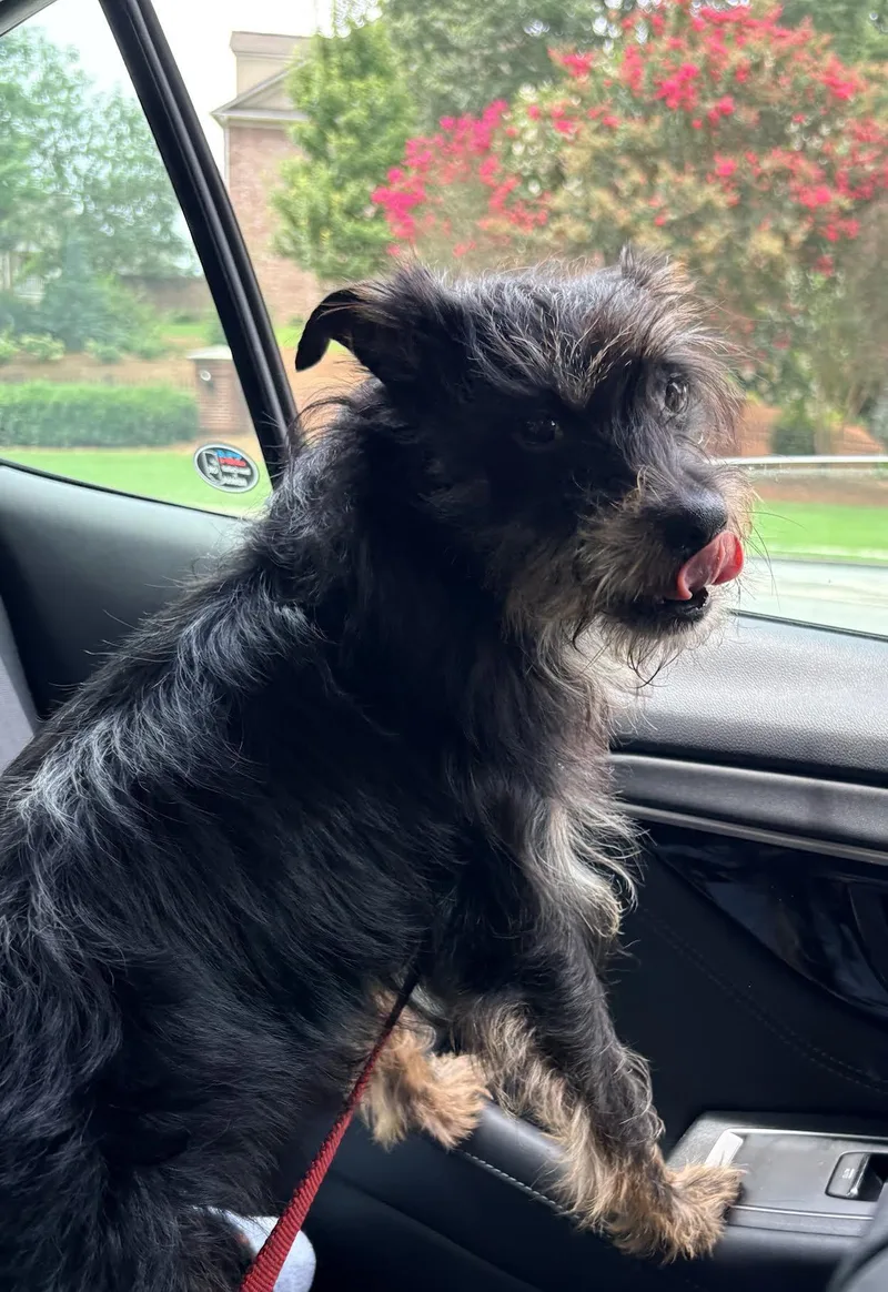 A young small-sized male Terrier dog named Bobbin for adoption in Cumming, GA